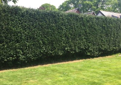 Conifer hedges tidy up Wilmslow 1