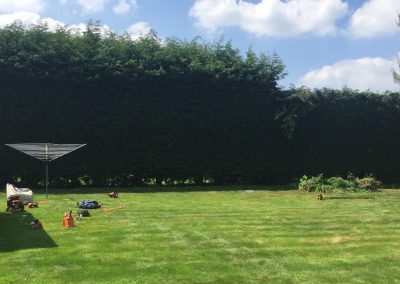 Conifer hedges tidy up Wilmslow 2