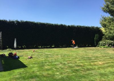 Conifer hedges tidy up Wilmslow 3