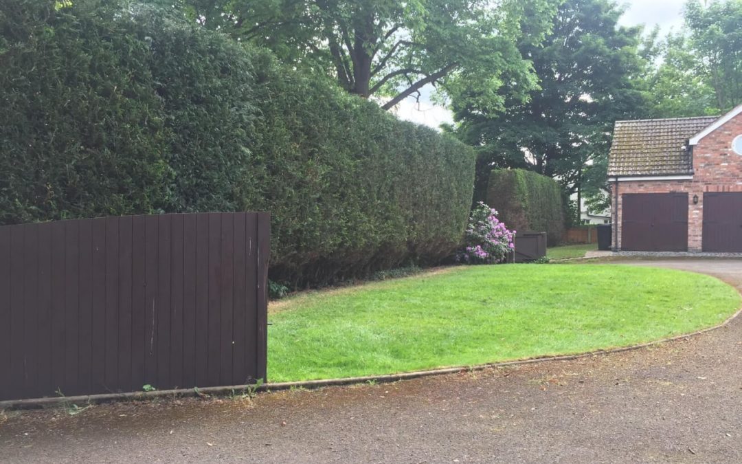 Conifer hedges tidy up Wilmslow – 22.01.2018.