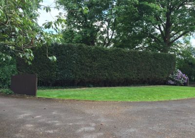 Conifer hedges tidy up Wilmslow 5