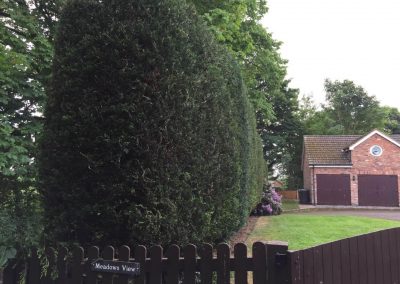 Conifer hedges tidy up Wilmslow 6