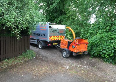 Conifer hedges tidy up Wilmslow 7