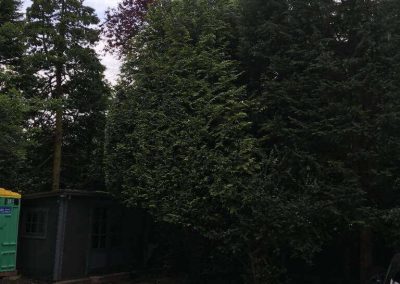 Garden tidy up Altrincham 1