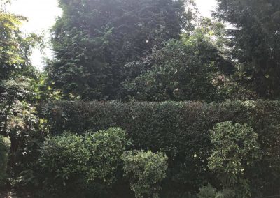 Garden tidy up Altrincham 10