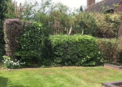 Garden tidy up Altrincham 11