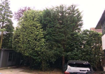 Garden tidy up Altrincham 2