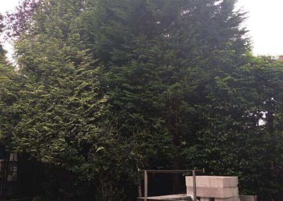 Garden tidy up Altrincham 3