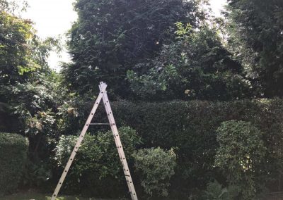 Garden tidy up Altrincham 5