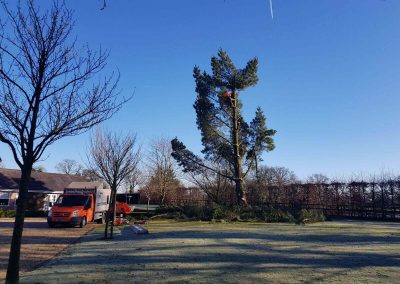 Beginning Tree Removal 2 07-02-2018
