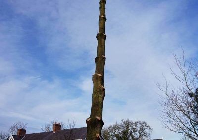 The Tree Tree Removal 07-02-2018