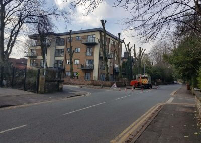 Tree Pollarding in Knutsford Manchester 2