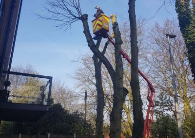 Tree Pollarding in Knutsford Manchester