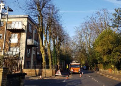 Tree Pollarding in Knutsford Manchester before view 2
