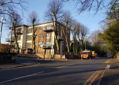 Tree Pollarding in Knutsford Manchester before view