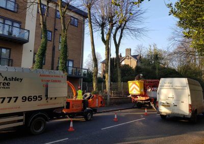 Tree Pollarding in Knutsford Manchester begin