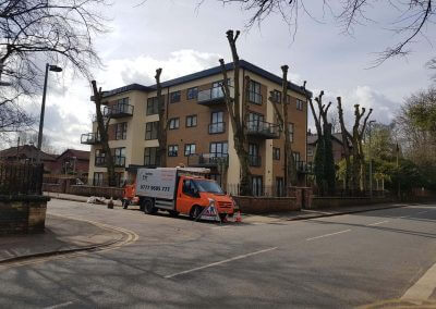 Tree Pollarding in Knutsford Manchester