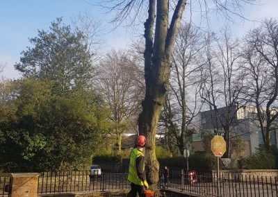 Tree Pollarding in Knutsford Manchester in progress
