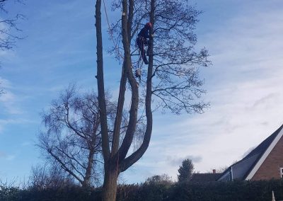 23032018 Tree Removal Knutsford 2