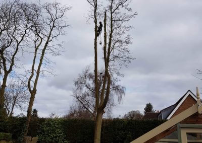 23032018 Tree Removal Knutsford