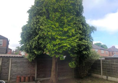 Complete connifer removal stump grinding Stretford Manchester 1