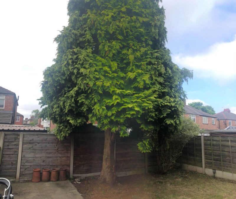Complete conifer removal & stump grinding Stretford, Manchester – 29.05.2018.