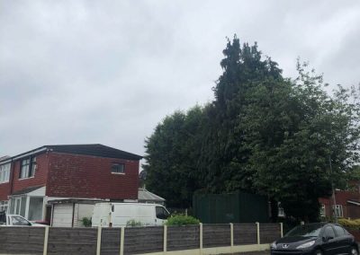 Complete connifer removal stump grinding Stretford Manchester 5