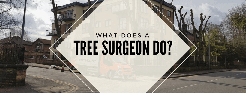 What does a tree surgeon do?