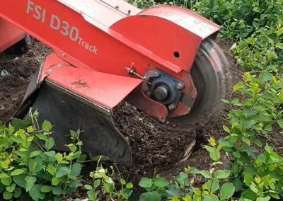 Stump grinding Culcheth Warrington 3