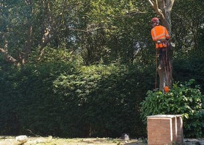Complete oak tree removal Eccles Salford 1