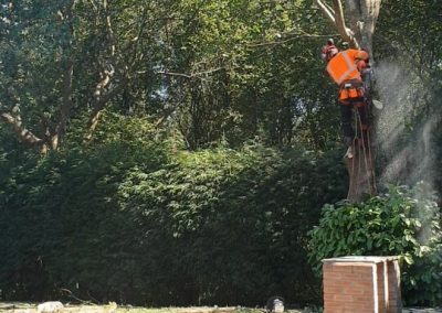 Complete oak tree removal Eccles Salford 2