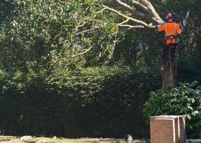 Complete oak tree removal Eccles Salford 3