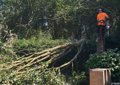 Complete oak tree removal Eccles Salford 4