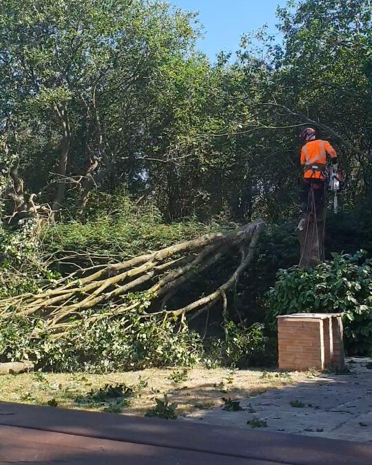 Complete oak tree removal Eccles, Salford – 03.07.2018.