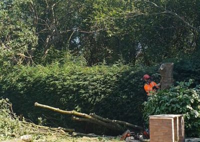 Complete oak tree removal Eccles Salford 6