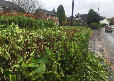 Hedge Cutting Hale 1