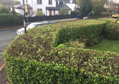 Hedge Cutting Hale 4