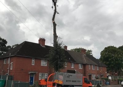 Lime Tree Removal Didsbury 1