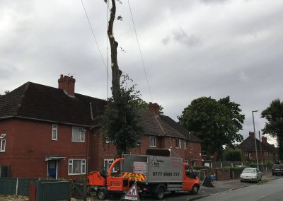 Lime Tree Removal Didsbury 3