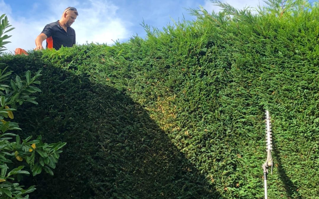 Yearly maintenance hedge trimming in Hale Barns Manchester – 17.09.2018.