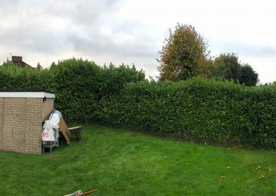 24102018 hedge trimming Swinton Manchester 1