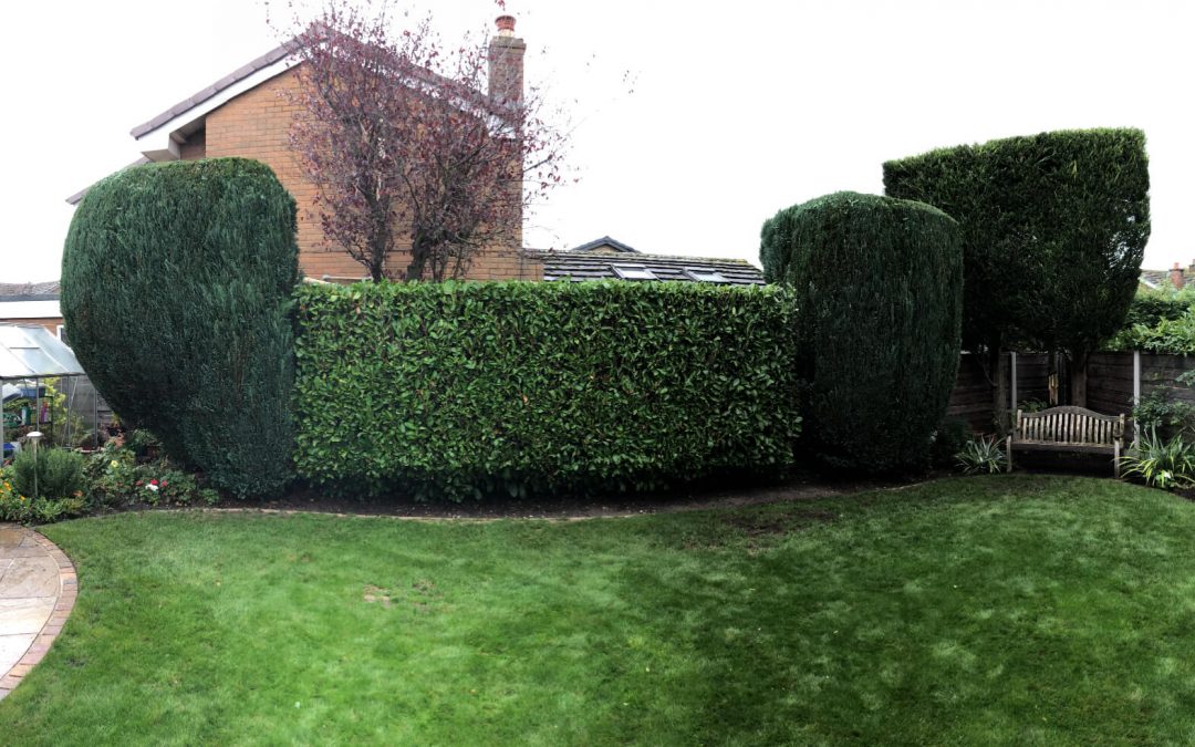 Hedge trimming Swinton Manchester – 24.10.2018.