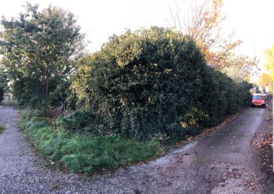 31102018 ivy cutback Worsley Manchester 1