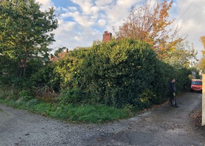 31102018 ivy cutback Worsley Manchester 2