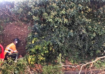 31102018 ivy cutback Worsley Manchester 3