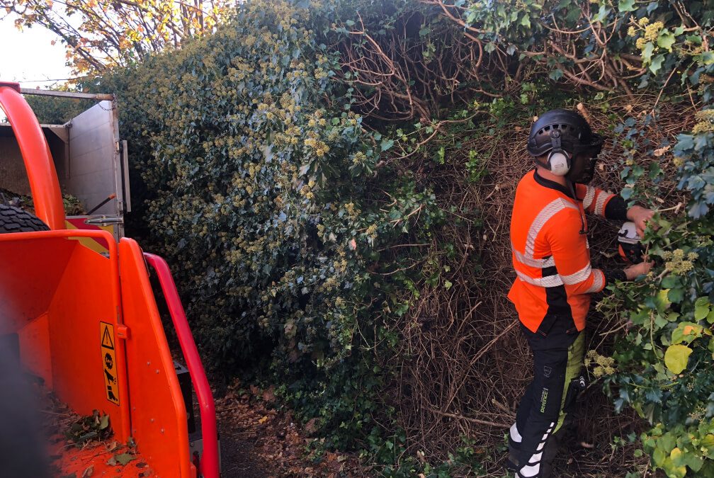 Major ivy cutback Worsley, Manchester – 31.10.2018.