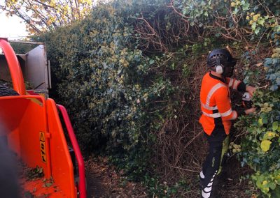 Major ivy cutback Worsley, Manchester – 31.10.2018.