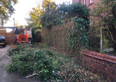 31102018 ivy cutback Worsley Manchester 5