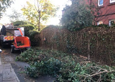 31102018 ivy cutback Worsley Manchester 6