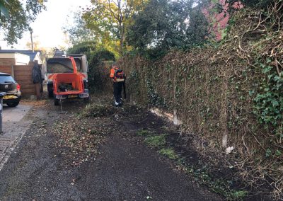 31102018 ivy cutback Worsley Manchester 7